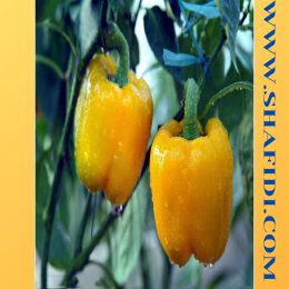 SBJEI-FRESH YELLOW CAPSICUM